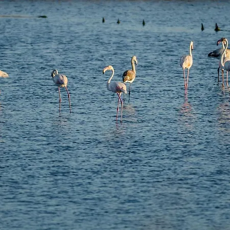 Lejlighed Terrace Bairro Novo By Rent4all